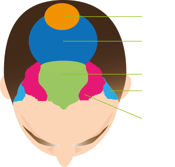頭頂部のイメージ