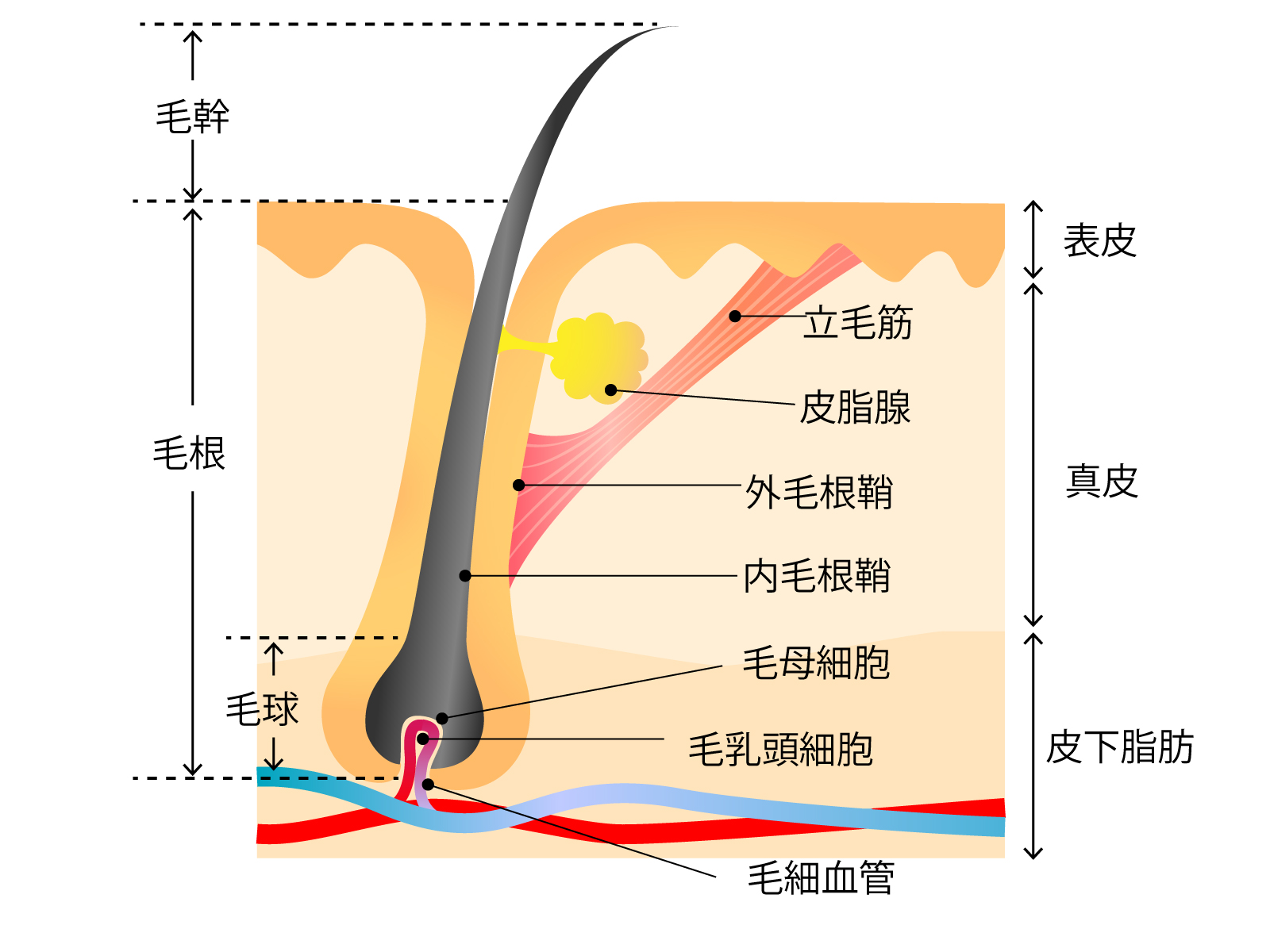 毛根の構造について