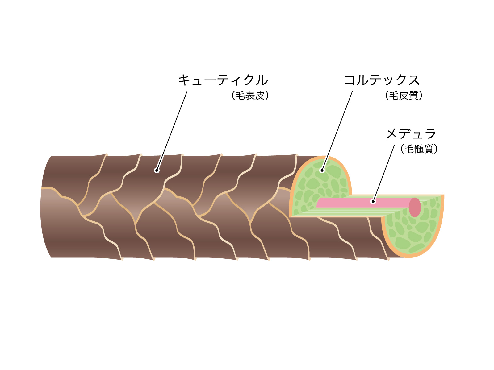 毛髪・キューティクルの構造