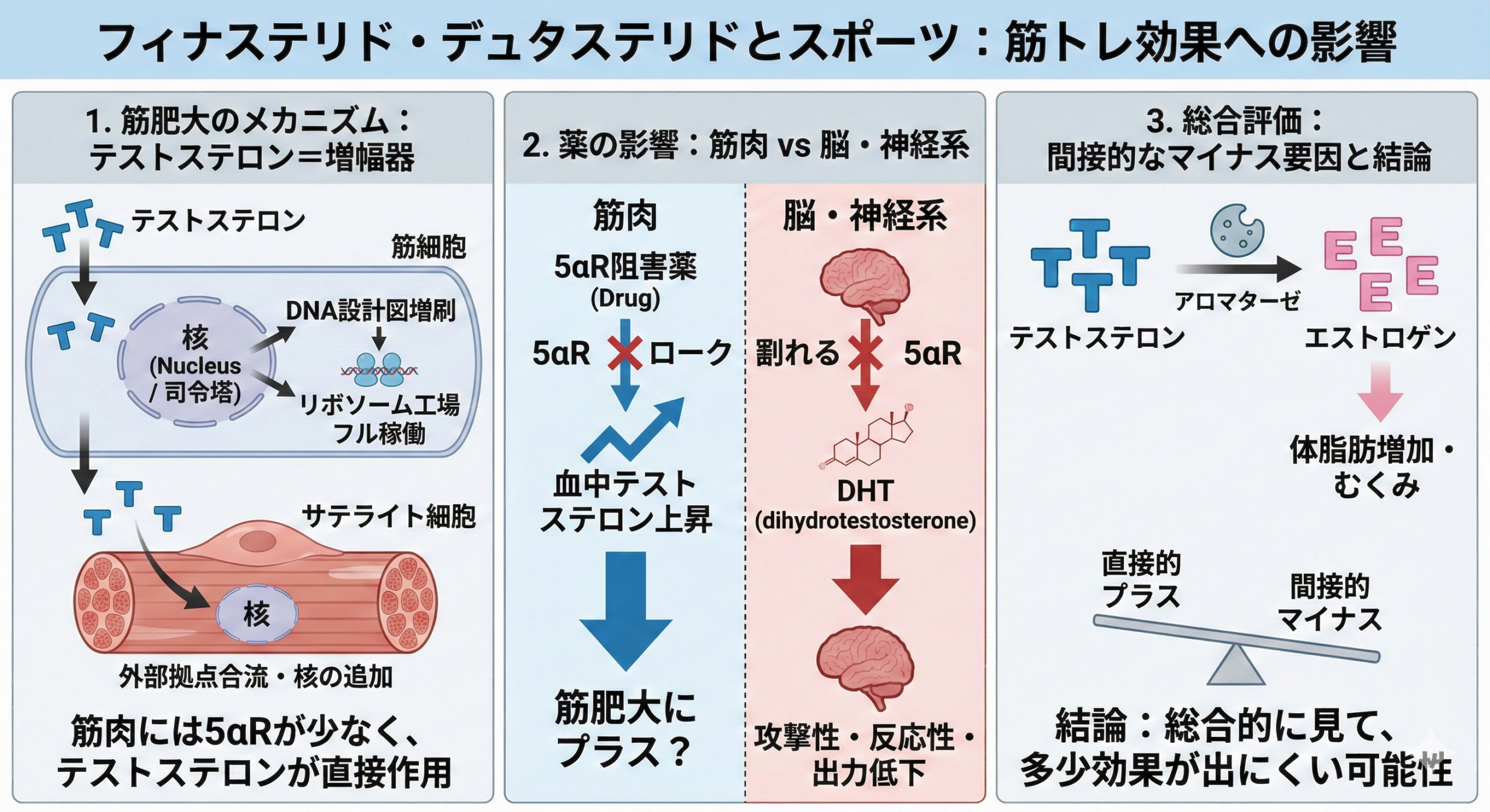 フィナステリド・デュタステリドにおける筋トレ効果への影響
