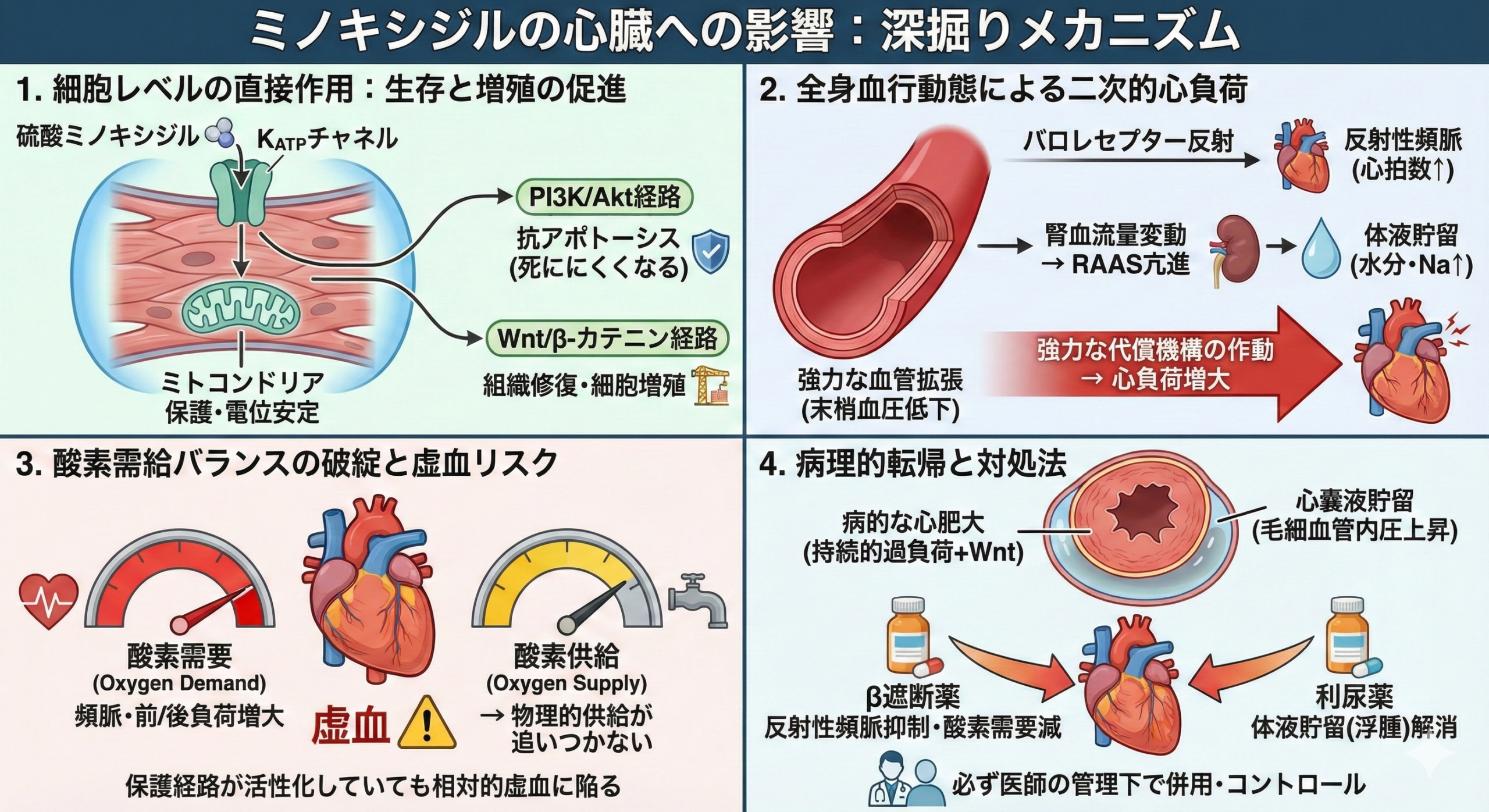 ミノキシジルの心臓への影響の深堀りメカニズム