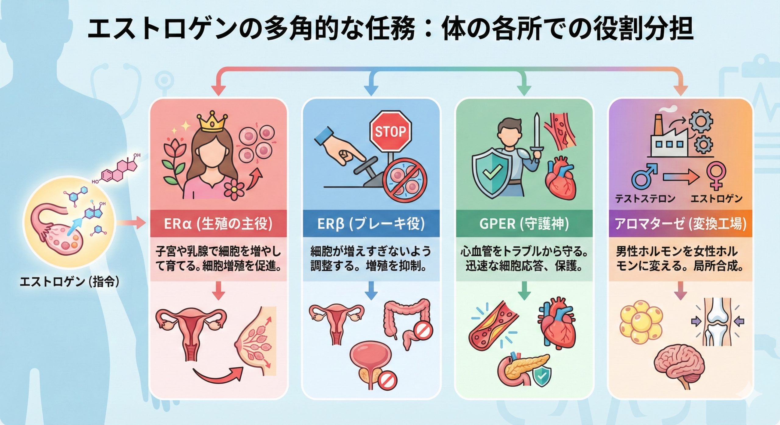 エストロゲンの多角的な任務：体の各所での役割分担